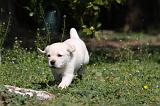 LABRADOR 1055